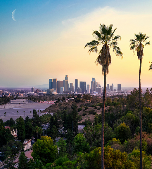 Los Angeles Cityscape with Palm Trees in the Foreground